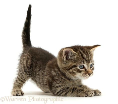 Cats Poses Reference, Kitten Poses, Cat Mural, Happy Kitten, Kitten Playing, Cat Species, Small Kittens, Chibi Cat, Tabby Kitten