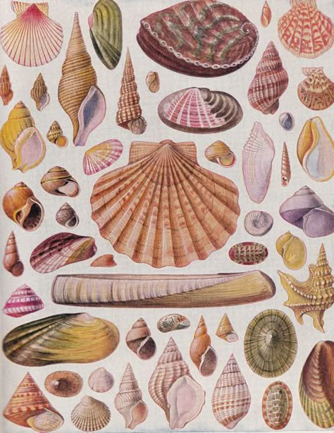 Seashell Illustration, Shell Drawing, Beautiful Shells, Coastal Beach Decor, Shell Decor, Scientific Illustration, Shell Art, Shell Crafts, Antique Prints