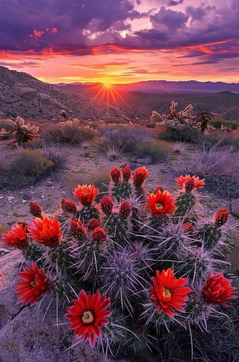 Joshua Tree National Park, California. | Cactus with red flowers in the desert at sunset, Joshua Tree National Park, | Facebook Red Cactus Flower, Flowers In The Desert, Saguaro Cactus Flower, Joshua Tree National Park Photography, Tiktok Template, Texas Desert, Desert Scenery, Arizona Decor, Red Cactus