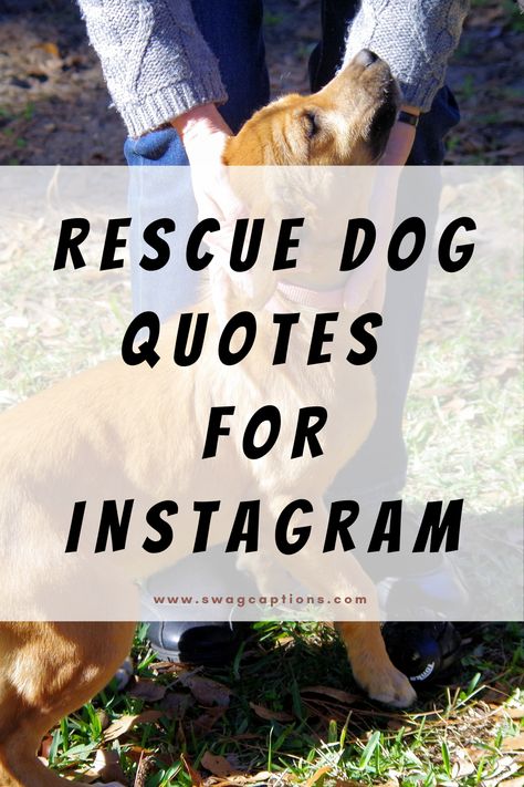 Explore heartwarming Rescue Dog Quotes perfect for your Instagram captions! Find inspiration and celebrate the unconditional bond between you and your four-legged hero. Share the joy of rescue, one quote at a time. #RescueDogQuotes #InstagramCaptions #PawsitiveVibes Dog Fostering Quotes, Rescued Dog Quotes, Zoomies Dog Quote, Rescue Dog Quotes Adoption, Adopted Dog Quotes, Adopt Dog Quotes, Reactive Dog Quotes, Rescue Dogs Quotes, Puppy Quotes For Instagram