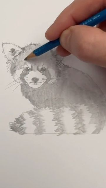 Panda Drawing Easy, Red Panda Drawing, Panda Drawings, Red Panda Cute, Panda Drawing, Art Ideas For Kids, Drawing Lesson, Sketches Easy, Easy Drawing