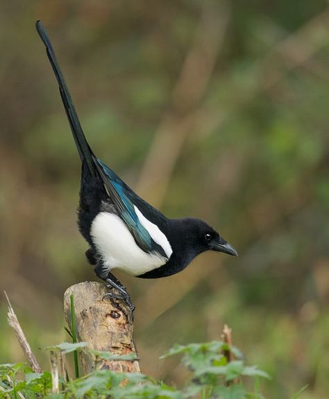 Black-Billed Magpie (Pica hudsonia) Magpie Reference, European Magpie, Black Billed Magpie, Magpie Photography, Eurasian Magpie, Regard Animal, Jackdaw, All Birds, Bird Pictures