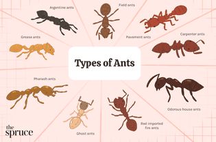 Home Remedies For Ants, Ants In Garden, In House Plants, Sugar Ants, Types Of Ants, Flying Ants, Tiny Ants, Ant Repellent, Ant Species