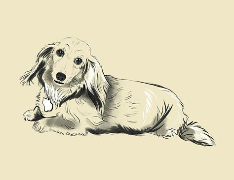 Dachshund Longhaired Dog Sketches, Longhaired Dachshund, Miniature Dachshunds, Dog Sketch, Little Doodles, Dachshund Love, Weiner Dog, Dachshund Dog, Mixed Media Art