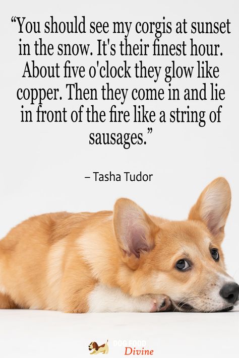 “You should see my corgis at sunset in the snow. It's their finest hour. About five o'clock they glow like copper. Then they come in and lie in front of the fire like a string of sausages.”
― Tasha Tudor, The Private World of Tasha Tudor Dog Story Caption, Tasha Tudor Quotes, Elizabeth Tudor Quotes, A Time To Keep Tasha Tudor, Tasha Tudor, Tasha Tudor Illustrations, Dog Quotes, Dog Life, Mans Best Friend