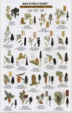 The tree guide that inspired the urban tour is one of more than 40 nature guides created for The Mountaineers by Craig (Mac) MacGowan. Tree Identification Chart, Identifying Trees, Leaf Identification, Types Of Trees, Tree Id, Tree Identification, Plant Identification, Tree Ideas, Tree Leaves