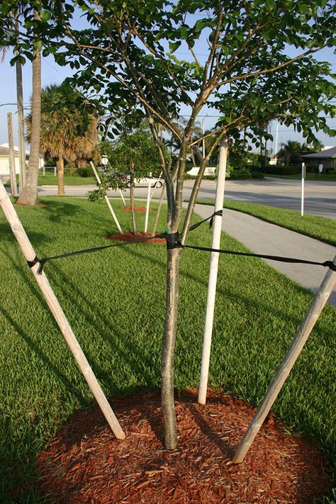 When to Remove Stakes from a Tree - Horticulture Staking Young Trees, Tree Stakes Ideas, Tree Support Ideas, Pot Tree, Tree Grate, Planting Fruit Trees, Old Wives Tales, Tree Stakes, Planters Garden