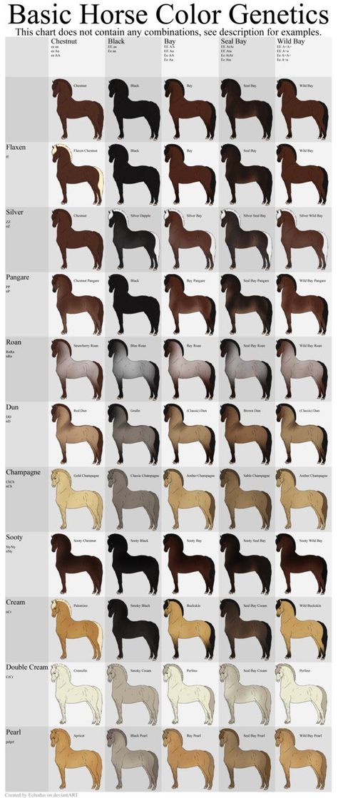 Roan Horse Colors, Horse Coat Patterns, Horse Color Chart, Eye Color Chart, Horse Markings, Horse Coat Colors, Horse Facts, Horse Care Tips, Horse Info