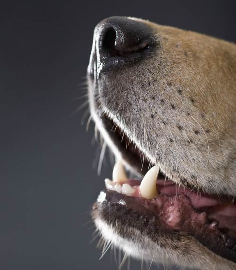 Dogs Nose, Dog Noses, All Types Of Dogs, Dog Breath, Cat Spray, Dog Nose, Types Of Dogs, American Kennel Club, Dog Teeth