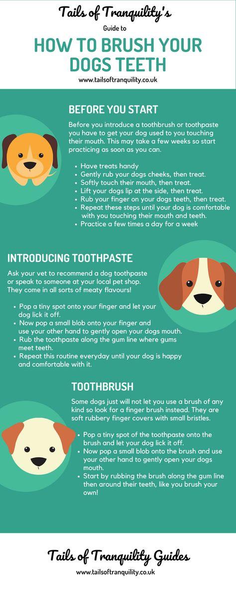 Brushing Dogs Teeth How To, Dog Hygiene Routine, How To Brush Your Dogs Teeth, How To Brush Dogs Teeth, Puppy Hygiene, Brush Dogs Teeth, Dog Teeth Brushing, Dog Hygiene, Teeth Hygiene