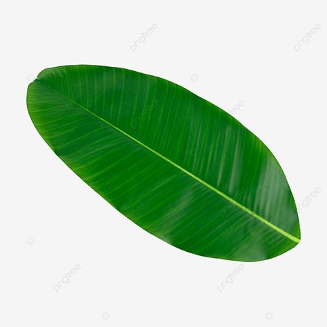 banana leaf,tropical,huge,natural,plant,still life,growing,rectangle,terrestrial plant,flowering plant,wallpaper,font,symmetry,magenta,perennial plant,plant stem,leaves,leaf,leaf clipart,banana clipart,plant clipart,leaves clipart,rectangle clipart,green clipart,pattern clipart,tropical clipart,wallpaper clipart Banana Clipart, Plant Still Life, Tropical Clipart, Banana Leaf Art, Cartoon Leaf, Leaf Veins, Green Leaf Background, Banana Palm, Leaf Clipart