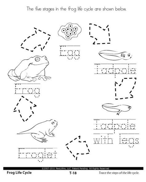 life cycle worksheets | 1st Grade Science Stages in the Life Cycle Frog Worksheet, Frog Cycle, Frog Printable, Worksheets 1st Grade, Science Life Cycles, Cycle Drawing, Frog Activities, Frog Life Cycle, Animal Life Cycles