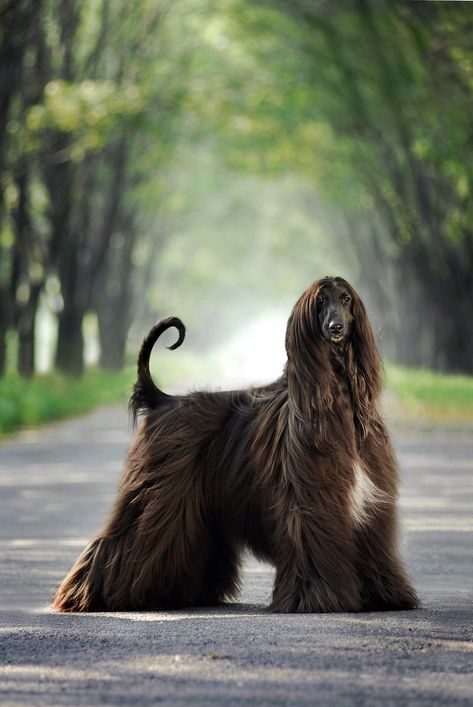 15 Adorable Asian Dog Breeds With History From Siberia to Japan and Everywhere in Between Best Large Dog Breeds, Afghan Hound Puppy, Asian Dogs, Family Friendly Dogs, Tallest Dog, 강아지 그림, Afghan Hound, Purebred Dogs, Old English Sheepdog