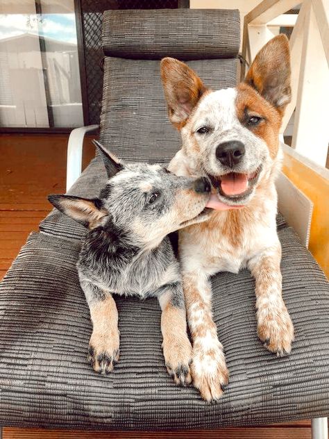 Cattle Dog Puppy, Aussie Cattle Dog, Austrailian Cattle Dog, Cattle Dogs Rule, Blue Heeler Puppies, Red Heelers, Heeler Puppies, Blue Heeler Dogs, Red Heeler