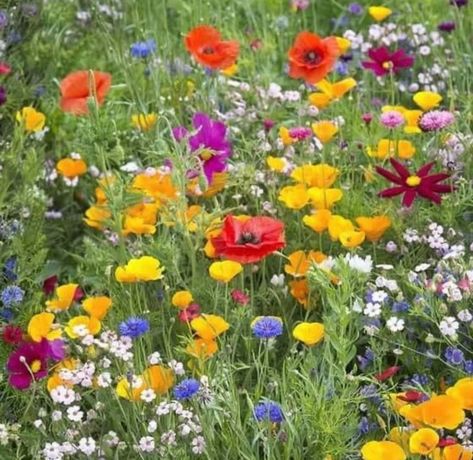 Meadow Plants, Wild Flower Meadow, Paper Daisy, Daisy Love, Attracting Bees, Meadow Flowers, California Poppy, Grass Seed, Evening Primrose