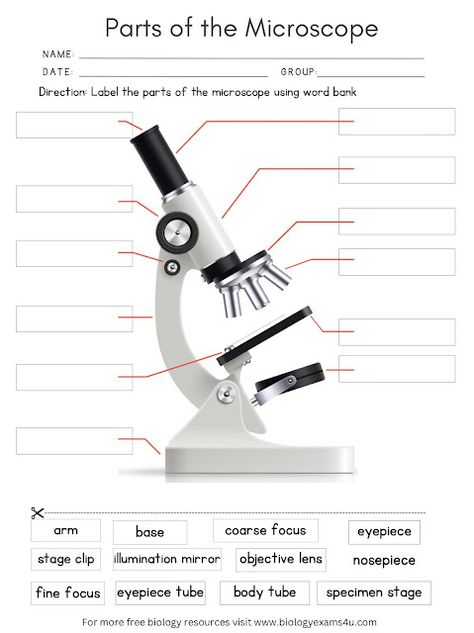 Microscope Worksheet, Biology Videos, Notes Biology, Neet Notes, Biology Activity, Microscope Parts, Biology Worksheet, Ap Biology, Biology Notes