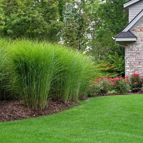 Miscanthus Gracillimus, Miscanthus Sinensis Gracillimus, Landscaping Along Fence, Grass And Flowers, Privacy Landscaping, Full Sun Perennials, Gladioli, Grasses Landscaping, Shade Perennials