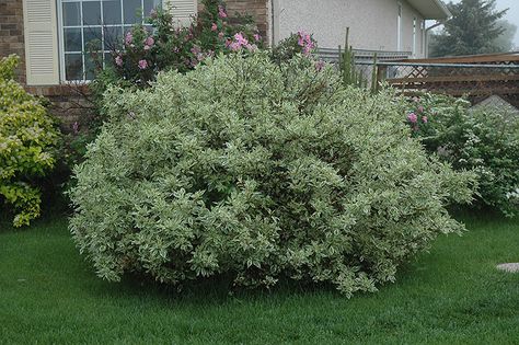 Ivory Halo Dogwood (Cornus alba 'Ivory Halo') at Dutch Growers Garden Centre Small Shade Garden, Halo Dogwood, Entrance Landscape Design, Ivory Halo Dogwood, Bushes In Front Of House, Landscaping Front Of House, Front Yard Privacy, Small Front Garden, Landscape Shrubs