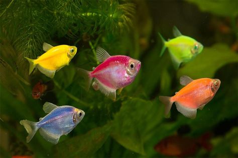 rainbow fish school Fish School, Beta Fish, Rainbow Fish, Blue Light, Koi, A Year, Fish Pet, Color Pop, Rainbow