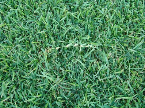 Lawn Grass Types, Tall Fescue Grass, Centipede Grass, Zoysia Grass, Grass Growing, Lawn Pests, Bermuda Grass, Perennial Grasses, Dog Yard