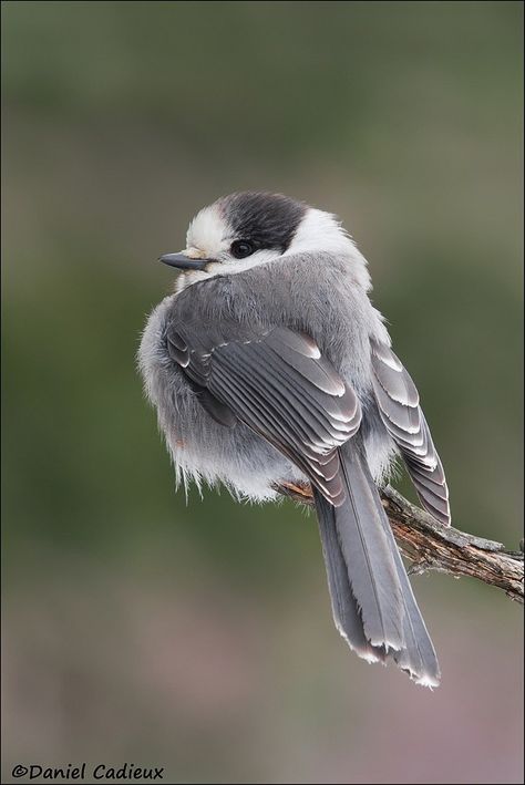 Gray Jay, Fat Bird, Kinds Of Birds, All Birds, Bird Pictures, Pretty Birds, Bird Photo, Colorful Birds, Cute Birds