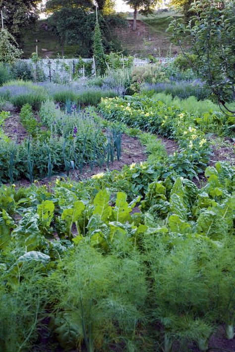 Apothecary Garden, Gardens Illustrated, Modern Apothecary, Medicine Garden, Medicinal Herbs Garden, Medicinal Garden, Herb Garden Design, Companion Plants, Garden Kit