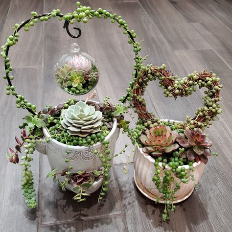 Hanging Terrarium Heart Trellis Arrangement Kit | Rooted in Paradise Succulent Studio – Rooted in Paradise Succulent Studio String Of Hearts Plant, String Of Pearls Plant, Hanging Terrarium, Ornament Stand, Succulent Garden Design, Herb Garden Design, Air Plant Display, Vertical Garden Diy, Succulent Centerpieces