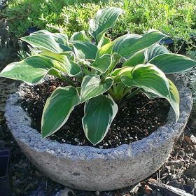 Hosta Plants In Pots, Growing Hostas In Pots, Hostas In Pots Planters, Potted Hostas Front Porches, Hosta In Pots, Hosts Care, Potted Hostas, Hostas In Pots, Shade Containers