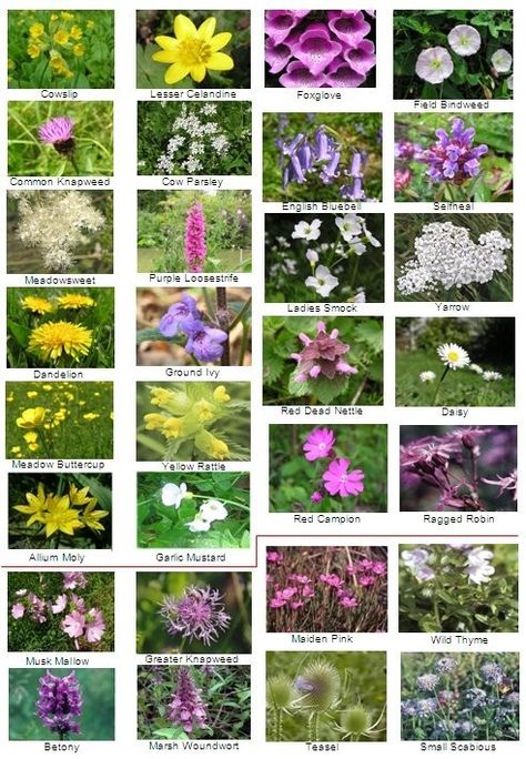 Indian Wild Flowers, Uk Native Plants, Scottish Wild Flowers, English Wild Flowers, Ohio Wildflowers, Wildflower Fabric, Wild Flowers Uk, Uk Plants, Uk Flowers