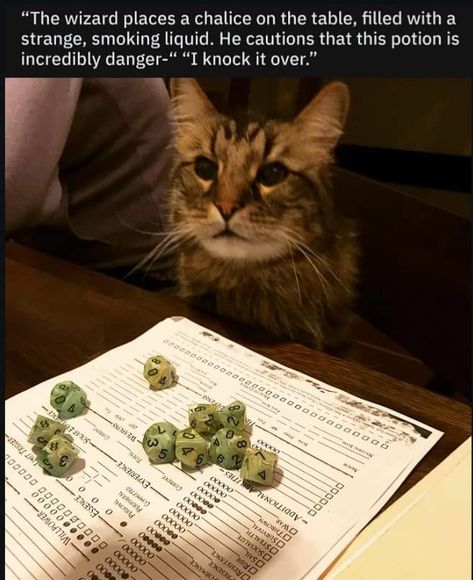 D D Funny, Dnd Memes, Dungeons And Dragons Memes, Dnd Funny, Dragon Memes, D&d Dungeons And Dragons, Silly Jokes, Funny Animal Memes, Grumpy Cat