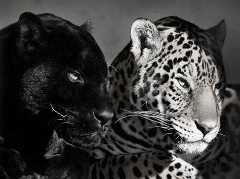 Black Jaguar, Iphone Wallpaper Photos, Black N White, Leopards, Grunge Style, Black Panther, Big Cats, Graphic Poster, Wild Cats