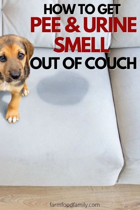 You must also know that getting urine and pee out of your couch is not one of the easiest tasks. They’re not things you can wipe out with clean water, and you’re good to go. Cleaning Pee Off Couch, Pee Smell Out Of Couch, How To Get Dog Urine Smell Out Of Couch, Dog Pee Out Of Couch, Getting Pee Smell Out Of Couch, Urine Stains Out Of Couch, How To Clean Pee From Couch, Dog Pee Smell Out Of Couch, How To Get Pee Smell Out Of Couch