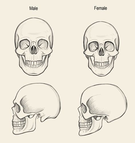 Jeff Searle: The human skull Human Skull Drawing, Anatomy Skeleton, Skull Anatomy, Skull Reference, Skull Sketch, Skeleton Drawings, Draw Realistic, Human Anatomy Drawing, Skulls Drawing