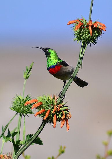 Dagga Plant, Wild Dagga, Bird Of Prey Tattoo, South African Birds, World Birds, Bird Quilt, Kinds Of Birds, Cape Town South Africa, Weekend Trip