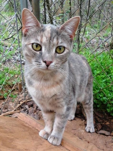 Diluted Tortoiseshell Cat, Dilute Tortoiseshell Cat, Cat Genetics, Dilute Tortie, Tortie Cat, Tortoiseshell Cat, Calico Cats, June Bug, Tortoise Shell Cat