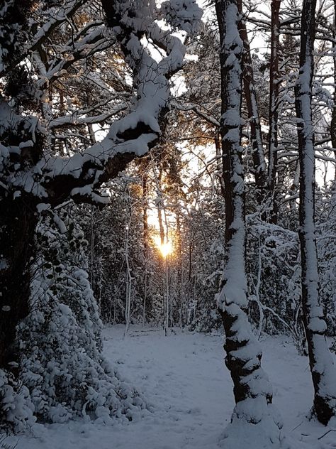 Sutton Park, London Snow, Snow Photos, Christmas Nostalgia, Birmingham Uk, Scenery Wallpaper, Birmingham, Winter Wonderland, London