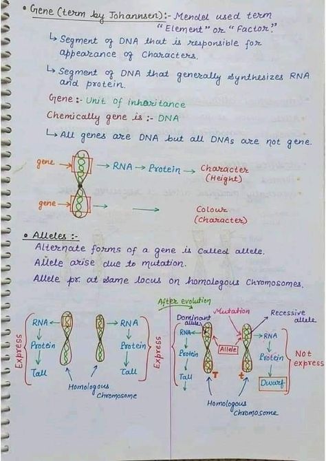 Chromosome and genetics biology Hand written Notes by best chemistry teacher Sir Asadullah Mastoi Science Tricks Student, Genetics And Inheritance Notes, Genetics Notes Biology Class 12, Chromosomes Notes, Genetics Notes Biology, Biology Tricks, Dna Notes, Genetics Notes, Biotechnology Notes