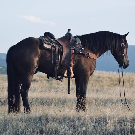 RMO horses on Instagram: “Champ 2016 Friesian Sport Horse.  This good looking friesian cross is selling Sept 10th at the Boone County Sale phone bidding available…” Horse Trainer Aesthetic, 2 Horses Together, Fresian Horses Aesthetic, Frisian Cross Horse, Fresian Horses Friesian, Friesian Cross Horse, Palomino Western Horse, 2 Horses, Different Horse Breeds