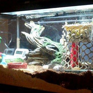 How To Make A Hermit Crab Habitat Hermit Crab Tank Ideas, Crab Tank Ideas, Hermit Crab Cage, Hermit Crab Homes, Hermit Crab Care, Crab Ideas, Crab Habitat, Hermit Crab Habitat, Crab Tank