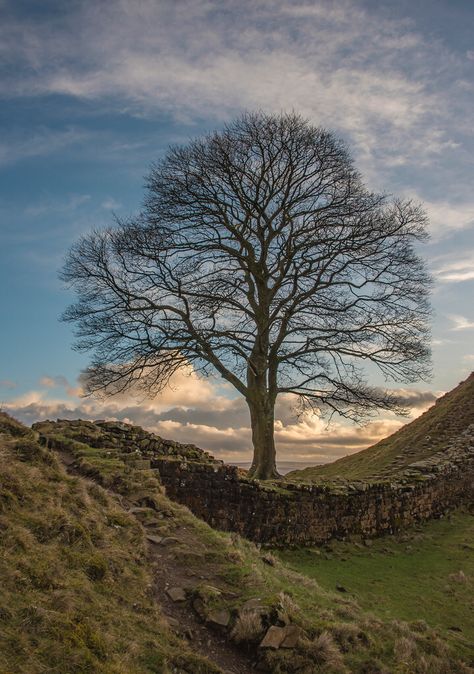 Sycamore Gap Sycamore Tree Tattoo, Sycamore Tree Drawing, Sycamore Tree Leaves, Sycamore Gap Tree, Sycamore Trees, Sycamore Gap, Dark Hedges, Tree Felling, Sycamore Tree