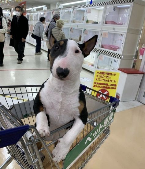 Bully Terrier, Bull Terrier Funny, British Bull Terrier, Target Dog, Goofy Animals, Mini Bull Terriers, Bull Terrier Puppy, Bully Breeds Dogs, Dog Girl