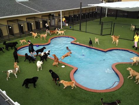 Dog Enclosures, Indoor Dog Park, Pet Daycare, Luxury Dog Kennels, Dog Boarding Facility, Dog Boarding Kennels, Dog Hotel, Pet Paradise, Dog Playground