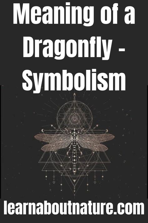 Meaning of a Dragonfly - Symbolism Feminine Dragonfly Tattoo, Dragon Fly Tattoo Meaning, Dragonfly Back Tattoo, Dragonfly Tattoo Meaning, Dragonfly Tattoo Ideas Unique, Dragonfly Life Cycle, Sun Rays Tattoo, Nature Website, Wiccan Tattoo