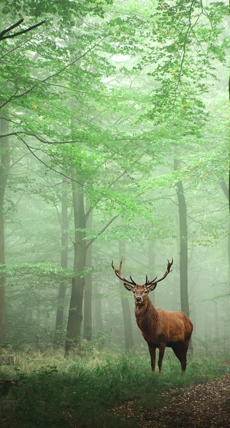 Deer In Forest Wallpaper, Deer Photography Forests, Deer Photography, Deer Photos, Forest And Wildlife, Landscape Photography Nature, Red Deer, Majestic Animals, Animal Wallpaper