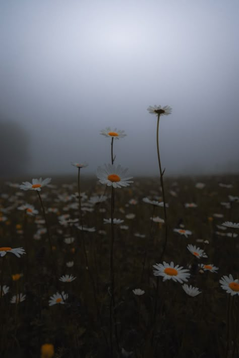 Dark Spring Background, Sneha Core Aesthetic, Gloomy Spring Aesthetic, Rainy Field Aesthetic, Foggy Window Flower Wallpaper, Spring Dark Aesthetic, Protected Aesthetic, Dark Spring Wallpaper, Cold Spring Aesthetic