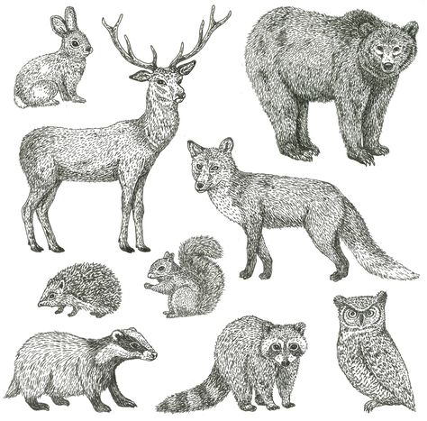 Woodland Animal Art, Winter Woodland, Stamp Printing, Winter Animals, Fox Art, Zen Art, Christmas Drawing, Animal Sketches, Ink Illustrations