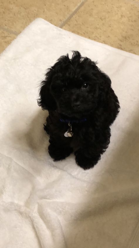 Toy Poodle Puppies Black, Black Maltipoo, Teacup Poodles, Cute Small Dogs, Puppy Mom, Black Puppy, Dog Mommy, Very Cute Puppies, Tea Cup Poodle