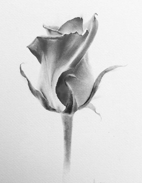 Realistic Rose Drawing, Sketches Vintage, Flower Sketch Pencil, Realistic Flower Drawing, Garden Illustrations, Floral Sketches, Flower Anatomy, Pencil Drawing Ideas, Vintage Floral Art