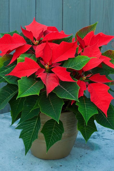 Poinsettia Care, Poinsettia Plant, Blue Plants, Christmas Plants, Christmas Poinsettia, Christmas Flowers, Hydrangea Flower, Healthy Plants, Decoration Design