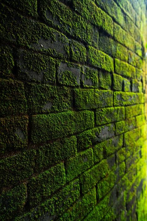 Green Academia, Blur Photo Background, Dark Green Aesthetic, Blur Photo, New Background Images, Picsart Background, Photo Background Images, Blurred Background, New Backgrounds